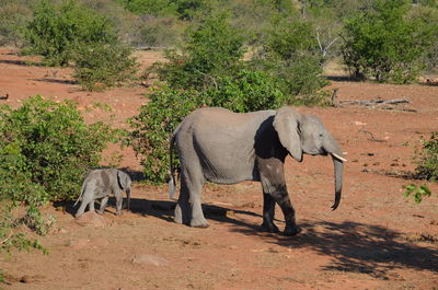 Side view of elephant standing against plants