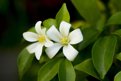 Close-up of flowers blooming outdoors