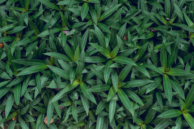 Full frame shot of plants