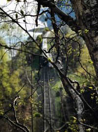 Close-up of tree in forest