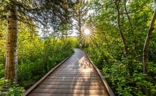Boardwalk amidst trees in forest