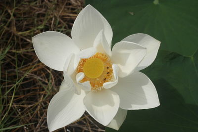 Close-up of white rose flower