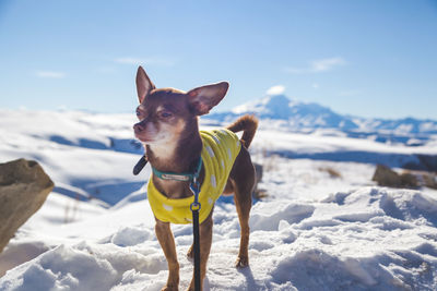 Dog standing on snow