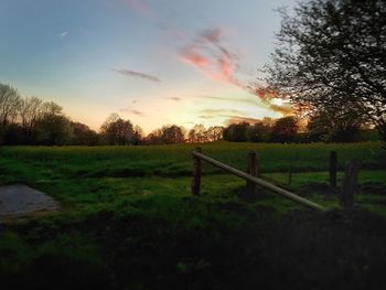 Trees on field against sky at sunset