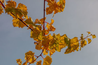 Low angle view of yellow maple leaves against sky