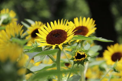 Close-up of yellow flowering plant