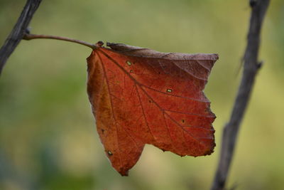 Close-up of dry leaf on plant