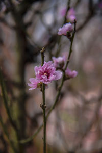 Close-up of pink cherry blossom