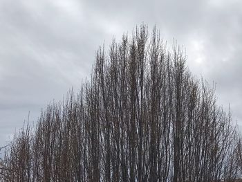 Low angle view of frozen tree against sky