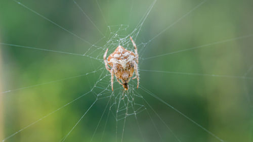 Close-up of spider on web