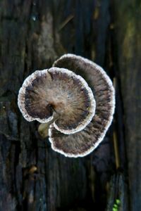 Close-up of mushroom growing on tree