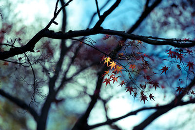 Low angle view of trees against sky