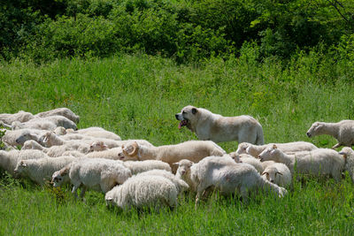 The dog guards the sheep