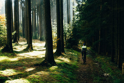 Rear view of man standing by trees in forest