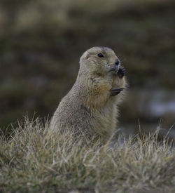 Close-up of rabbit on field