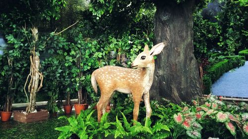 Deer standing in a tree