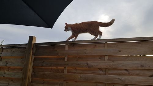 Cat on wood against sky