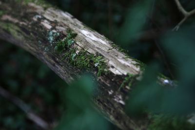 Close-up of wood