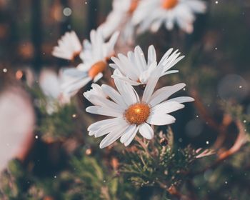 Close-up of white daisy flower