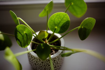 Close-up of fresh green plant