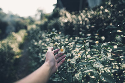 Cropped hand of person touching flowering plants