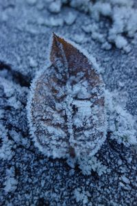 Close-up of frozen leaf during winter