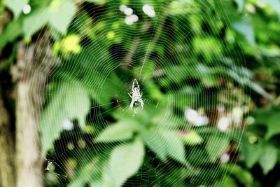 Spider on web