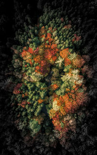 Full frame shot of trees in forest during autumn