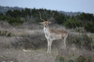 Deer standing on a field