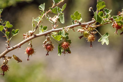 Close-up of plant against tree