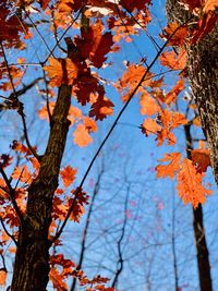 Low angle view of autumnal tree against sky