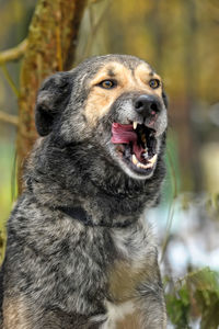 Close-up of a dog looking away