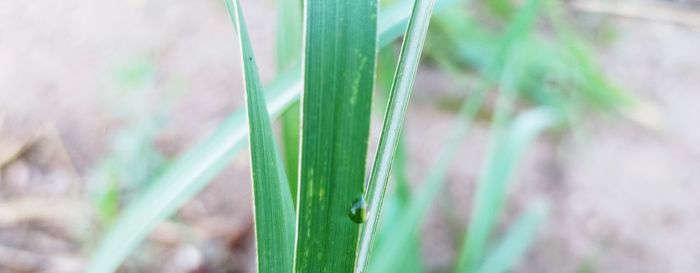 Close-up of fresh green grass in field