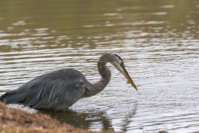 Side view of a great blue heron in lake with acatch