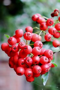 Close-up of red berries growing on plant