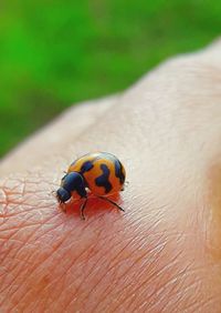 Close-up of ladybug on hand