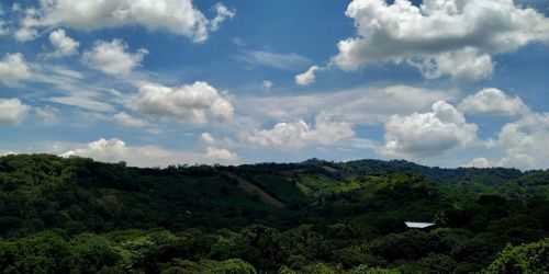 Scenic view of forest against sky