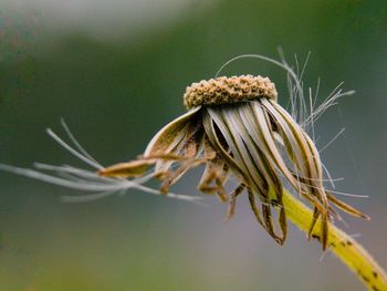 Close-up of plant