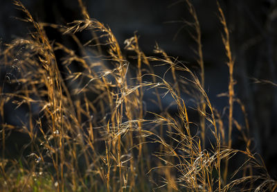 Close-up of wheat growing on field