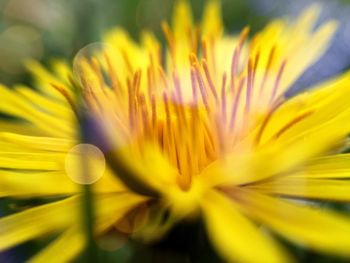 Close-up of yellow flower