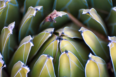 Full frame shot of succulent plant