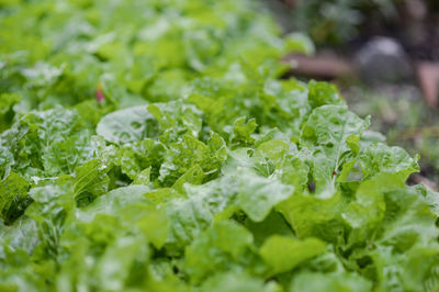 Close-up of green leaves