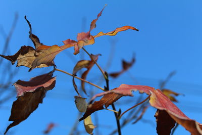 Close-up of autumnal leaves against blue sky