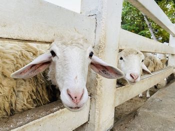 Close-up of goat