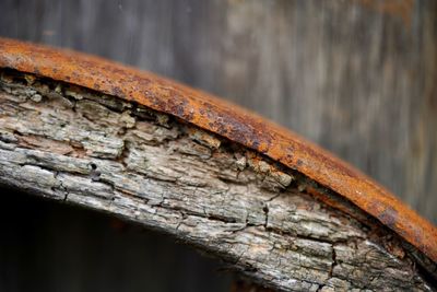 Close-up of rusty metal on wood