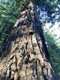 Low angle view of tree trunk in forest