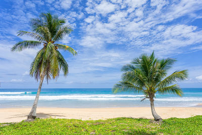 Palm trees on beach against sky