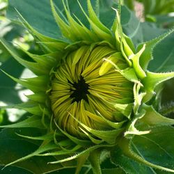 Close-up of sunflower on plant
