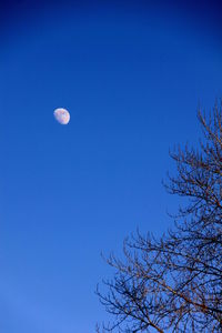 Low angle view of tree against blue sky