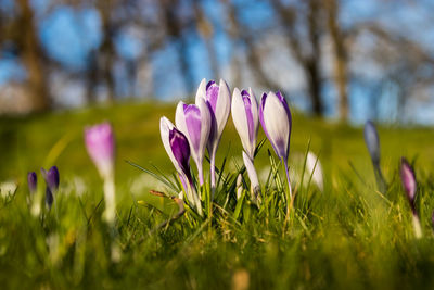 Close-up of purple crocus flowers on field